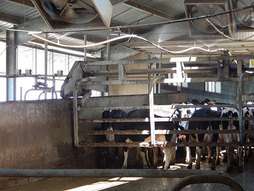 Property photo 181 - *** Accepted Offer. Auction Cancelled *** - COMPLETE DAIRY DISPERSAL AUCTION - 934+/- ACRES IN 11 TRACTS IN PAULDING & VAN WERT COUNTIES, OHIO