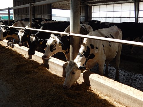 Property photo 159 - *** Accepted Offer. Auction Cancelled *** - COMPLETE DAIRY DISPERSAL AUCTION - 934+/- ACRES IN 11 TRACTS IN PAULDING & VAN WERT COUNTIES, OHIO