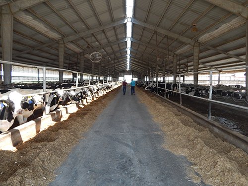 Property photo 175 - *** Accepted Offer. Auction Cancelled *** - COMPLETE DAIRY DISPERSAL AUCTION - 934+/- ACRES IN 11 TRACTS IN PAULDING & VAN WERT COUNTIES, OHIO
