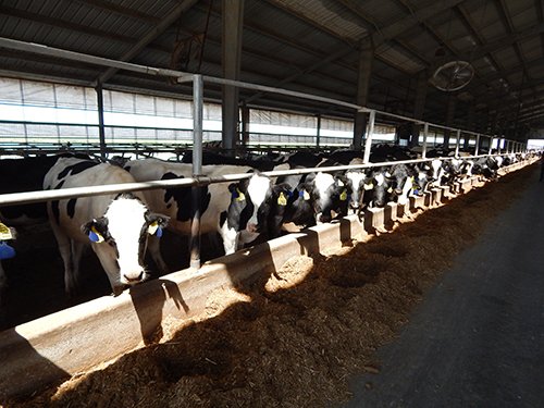 Property photo 184 - *** Accepted Offer. Auction Cancelled *** - COMPLETE DAIRY DISPERSAL AUCTION - 934+/- ACRES IN 11 TRACTS IN PAULDING & VAN WERT COUNTIES, OHIO