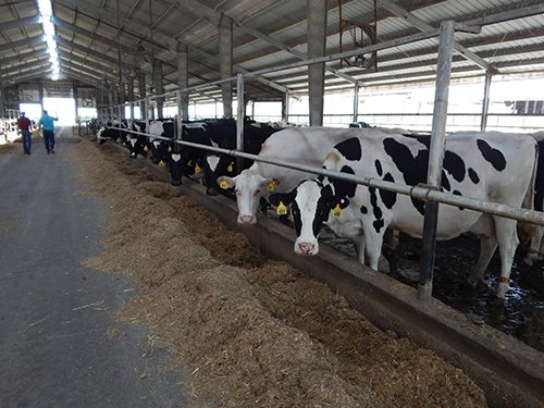 Property photo 169 - *** Accepted Offer. Auction Cancelled *** - COMPLETE DAIRY DISPERSAL AUCTION - 934+/- ACRES IN 11 TRACTS IN PAULDING & VAN WERT COUNTIES, OHIO