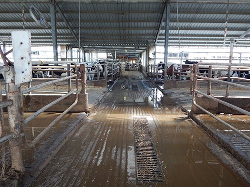Property photo 43 - *** Accepted Offer. Auction Cancelled *** - COMPLETE DAIRY DISPERSAL AUCTION - 934+/- ACRES IN 11 TRACTS IN PAULDING & VAN WERT COUNTIES, OHIO