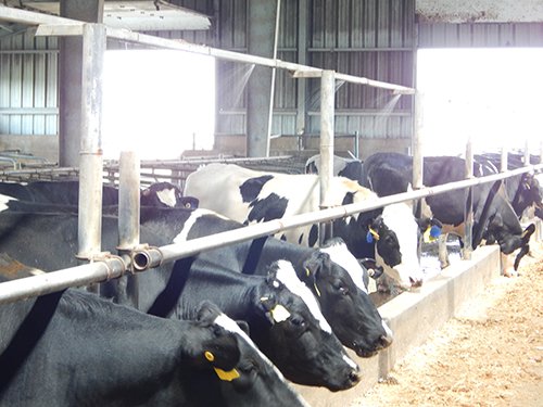 Property photo 166 - *** Accepted Offer. Auction Cancelled *** - COMPLETE DAIRY DISPERSAL AUCTION - 934+/- ACRES IN 11 TRACTS IN PAULDING & VAN WERT COUNTIES, OHIO