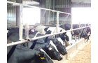 Property photo 166 - *** Accepted Offer. Auction Cancelled *** - COMPLETE DAIRY DISPERSAL AUCTION - 934+/- ACRES IN 11 TRACTS IN PAULDING & VAN WERT COUNTIES, OHIO