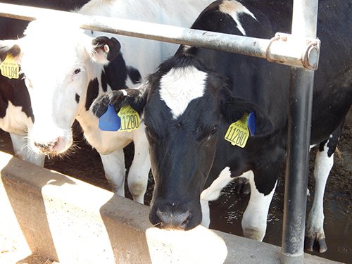Property photo 170 - *** Accepted Offer. Auction Cancelled *** - COMPLETE DAIRY DISPERSAL AUCTION - 934+/- ACRES IN 11 TRACTS IN PAULDING & VAN WERT COUNTIES, OHIO