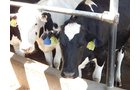 Property photo 170 - *** Accepted Offer. Auction Cancelled *** - COMPLETE DAIRY DISPERSAL AUCTION - 934+/- ACRES IN 11 TRACTS IN PAULDING & VAN WERT COUNTIES, OHIO