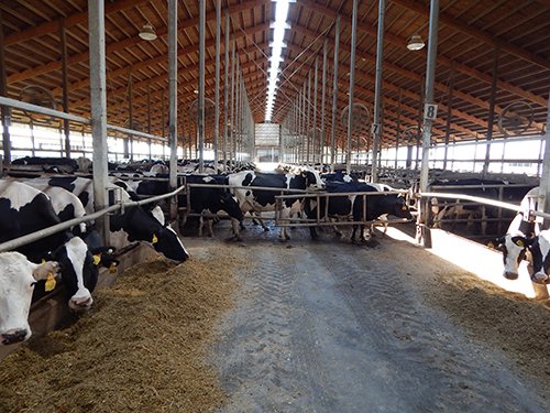 Property photo 151 - *** Accepted Offer. Auction Cancelled *** - COMPLETE DAIRY DISPERSAL AUCTION - 934+/- ACRES IN 11 TRACTS IN PAULDING & VAN WERT COUNTIES, OHIO
