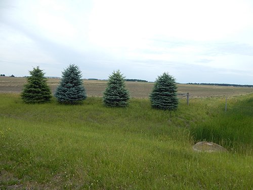 Property photo 67 - *** Accepted Offer. Auction Cancelled *** - COMPLETE DAIRY DISPERSAL AUCTION - 934+/- ACRES IN 11 TRACTS IN PAULDING & VAN WERT COUNTIES, OHIO