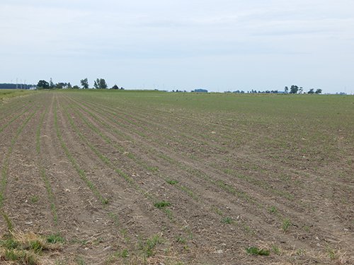 Property photo 132 - *** Accepted Offer. Auction Cancelled *** - COMPLETE DAIRY DISPERSAL AUCTION - 934+/- ACRES IN 11 TRACTS IN PAULDING & VAN WERT COUNTIES, OHIO