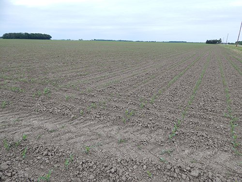 Property photo 83 - *** Accepted Offer. Auction Cancelled *** - COMPLETE DAIRY DISPERSAL AUCTION - 934+/- ACRES IN 11 TRACTS IN PAULDING & VAN WERT COUNTIES, OHIO