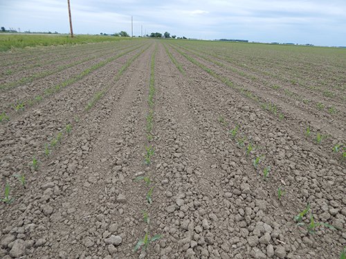 Property photo 118 - *** Accepted Offer. Auction Cancelled *** - COMPLETE DAIRY DISPERSAL AUCTION - 934+/- ACRES IN 11 TRACTS IN PAULDING & VAN WERT COUNTIES, OHIO