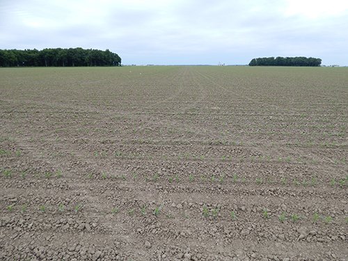 Property photo 100 - *** Accepted Offer. Auction Cancelled *** - COMPLETE DAIRY DISPERSAL AUCTION - 934+/- ACRES IN 11 TRACTS IN PAULDING & VAN WERT COUNTIES, OHIO