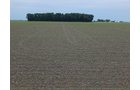 Property photo 134 - *** Accepted Offer. Auction Cancelled *** - COMPLETE DAIRY DISPERSAL AUCTION - 934+/- ACRES IN 11 TRACTS IN PAULDING & VAN WERT COUNTIES, OHIO