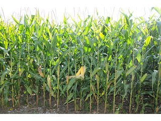 Property photo 27 - LAND AUCTION - 237+/- ACRES OFFERED IN 7 TRACTS IN LAPORTE COUNTY, INDIANA