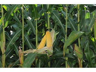 Property photo 26 - LAND AUCTION - 237+/- ACRES OFFERED IN 7 TRACTS IN LAPORTE COUNTY, INDIANA