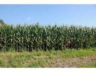 Property photo 23 - LAND AUCTION - 237+/- ACRES OFFERED IN 7 TRACTS IN LAPORTE COUNTY, INDIANA