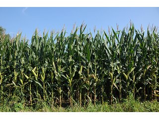 Property photo 24 - LAND AUCTION - 237+/- ACRES OFFERED IN 7 TRACTS IN LAPORTE COUNTY, INDIANA