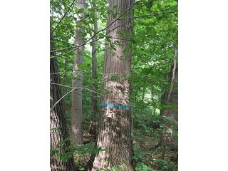 Property photo 10 - LAND AUCTION - 237+/- ACRES OFFERED IN 7 TRACTS IN LAPORTE COUNTY, INDIANA