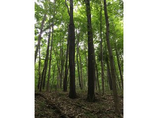 Property photo 8 - LAND AUCTION - 237+/- ACRES OFFERED IN 7 TRACTS IN LAPORTE COUNTY, INDIANA