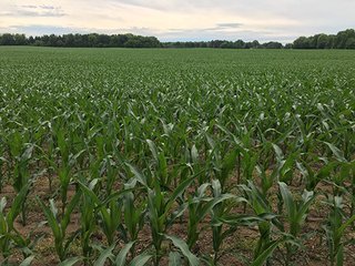 Property photo 25 - LAND AUCTION - 237+/- ACRES OFFERED IN 7 TRACTS IN LAPORTE COUNTY, INDIANA