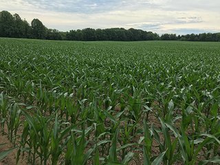 Property photo 22 - LAND AUCTION - 237+/- ACRES OFFERED IN 7 TRACTS IN LAPORTE COUNTY, INDIANA