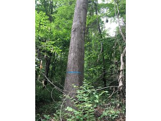 Property photo 11 - LAND AUCTION - 237+/- ACRES OFFERED IN 7 TRACTS IN LAPORTE COUNTY, INDIANA