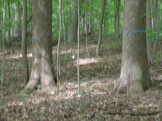 Property photo 12 - LAND AUCTION - 237+/- ACRES OFFERED IN 7 TRACTS IN LAPORTE COUNTY, INDIANA