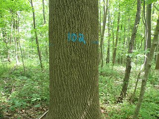 Property photo 13 - LAND AUCTION - 237+/- ACRES OFFERED IN 7 TRACTS IN LAPORTE COUNTY, INDIANA