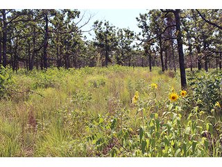 Property photo 13 - LAND AUCTION - 1,976+/- ACRES OFFERED IN 13 TRACTS IN PITTSBURGH & HASKELL COUNTIES, OKLAHOMA