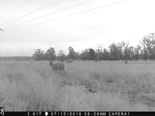 Property photo 43 - LAND AUCTION - 1,976+/- ACRES OFFERED IN 13 TRACTS IN PITTSBURGH & HASKELL COUNTIES, OKLAHOMA