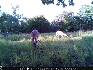 Property photo 32 - LAND AUCTION - 1,976+/- ACRES OFFERED IN 13 TRACTS IN PITTSBURGH & HASKELL COUNTIES, OKLAHOMA
