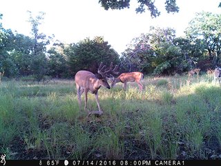 Property photo 33 - LAND AUCTION - 1,976+/- ACRES OFFERED IN 13 TRACTS IN PITTSBURGH & HASKELL COUNTIES, OKLAHOMA