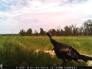 Property photo 35 - LAND AUCTION - 1,976+/- ACRES OFFERED IN 13 TRACTS IN PITTSBURGH & HASKELL COUNTIES, OKLAHOMA