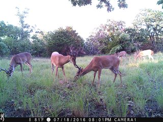 Property photo 31 - LAND AUCTION - 1,976+/- ACRES OFFERED IN 13 TRACTS IN PITTSBURGH & HASKELL COUNTIES, OKLAHOMA