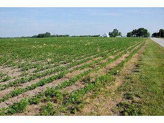 Property photo 30 - PRIME CENTRAL INDIANA FARMLAND AUCTION - 397+/- ACRES OFFERED IN 5 TRACTS IN CASS COUNTY, INDIANA