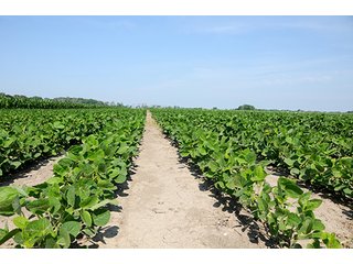 Property photo 31 - PRIME CENTRAL INDIANA FARMLAND AUCTION - 397+/- ACRES OFFERED IN 5 TRACTS IN CASS COUNTY, INDIANA