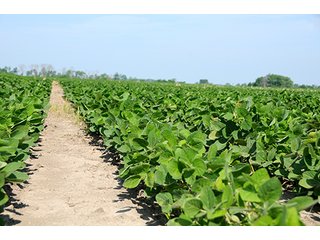Property photo 35 - PRIME CENTRAL INDIANA FARMLAND AUCTION - 397+/- ACRES OFFERED IN 5 TRACTS IN CASS COUNTY, INDIANA