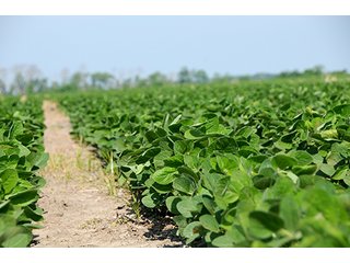 Property photo 25 - PRIME CENTRAL INDIANA FARMLAND AUCTION - 397+/- ACRES OFFERED IN 5 TRACTS IN CASS COUNTY, INDIANA