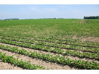 Property photo 28 - PRIME CENTRAL INDIANA FARMLAND AUCTION - 397+/- ACRES OFFERED IN 5 TRACTS IN CASS COUNTY, INDIANA