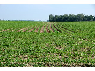 Property photo 8 - PRIME CENTRAL INDIANA FARMLAND AUCTION - 397+/- ACRES OFFERED IN 5 TRACTS IN CASS COUNTY, INDIANA