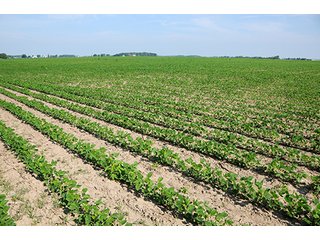 Property photo 21 - PRIME CENTRAL INDIANA FARMLAND AUCTION - 397+/- ACRES OFFERED IN 5 TRACTS IN CASS COUNTY, INDIANA