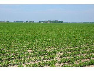 Property photo 5 - PRIME CENTRAL INDIANA FARMLAND AUCTION - 397+/- ACRES OFFERED IN 5 TRACTS IN CASS COUNTY, INDIANA