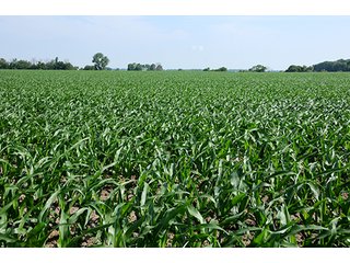 Property photo 15 - PRIME CENTRAL INDIANA FARMLAND AUCTION - 397+/- ACRES OFFERED IN 5 TRACTS IN CASS COUNTY, INDIANA