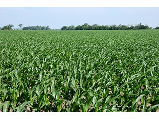 Property photo 20 - PRIME CENTRAL INDIANA FARMLAND AUCTION - 397+/- ACRES OFFERED IN 5 TRACTS IN CASS COUNTY, INDIANA