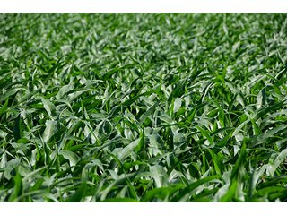 Property photo 6 - PRIME CENTRAL INDIANA FARMLAND AUCTION - 397+/- ACRES OFFERED IN 5 TRACTS IN CASS COUNTY, INDIANA