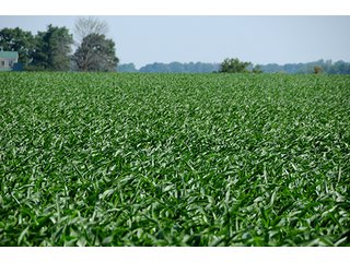 Property photo 23 - PRIME CENTRAL INDIANA FARMLAND AUCTION - 397+/- ACRES OFFERED IN 5 TRACTS IN CASS COUNTY, INDIANA