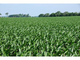 Property photo 11 - PRIME CENTRAL INDIANA FARMLAND AUCTION - 397+/- ACRES OFFERED IN 5 TRACTS IN CASS COUNTY, INDIANA