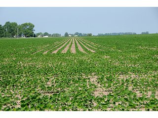 Property photo 10 - PRIME CENTRAL INDIANA FARMLAND AUCTION - 397+/- ACRES OFFERED IN 5 TRACTS IN CASS COUNTY, INDIANA