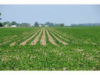 Property photo 13 - PRIME CENTRAL INDIANA FARMLAND AUCTION - 397+/- ACRES OFFERED IN 5 TRACTS IN CASS COUNTY, INDIANA