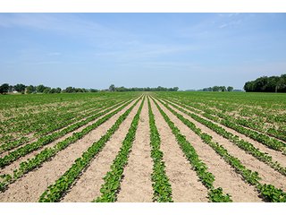 Property photo 17 - PRIME CENTRAL INDIANA FARMLAND AUCTION - 397+/- ACRES OFFERED IN 5 TRACTS IN CASS COUNTY, INDIANA